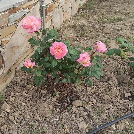 Chrysa's House Dom wakacyjny *